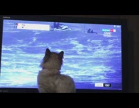Cat watches olympic surfers on television