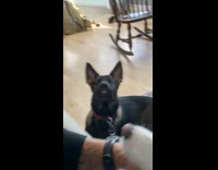 Collab BitchMP - Black dog staring buck teeth