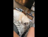 Dog sneezing while on bed