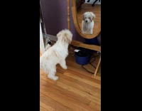 Collab PubityPets -Dog Barks at Itself on Round Mirror