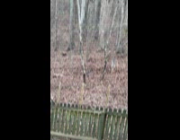 Woman confused seeing piebald deer