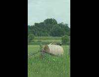 Girl yellow sleeves hay roll grass field