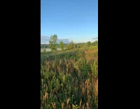 Large dog runs jumps through grass sunset 