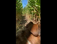 Man whistles to call dogs in corn maze