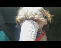 Dog put mouth lick inside puppuccino cup