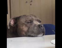 Dog with chin on white table 