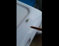 Friendly grasshopper climbs up to the pencil