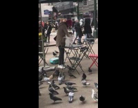 Woman pink beanie feeds big flock of birds out of white bag 
