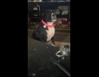 Black dog loves to scream while sitting