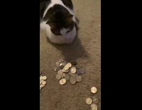 Black white cat watch guy sort coins