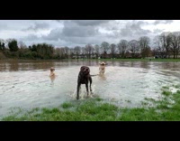 three dogs run through flooded field park 