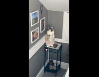 Cat standing on table moves front arms 