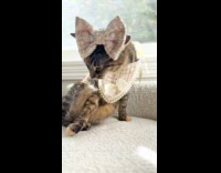 Collab PLC - Cat wear scarf and ribbon on head