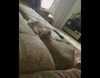 Kitten rolls falls off couch ottoman fail