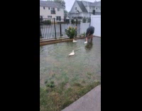 Three ducks play on the flooded yard