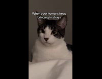 Collab Clips MPUGC - Cat stares at rescued stray kitten