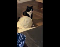 Cat stares at camera with eyes shines