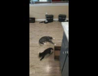 Grey cat wrestles with black kitten 