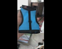 Woman puts purple harness and leash on pet guinea pig