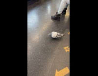 Pigeon eats inside subway enjoys train ride