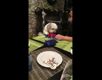 white grey dog opens blue wrapping paper christmas gift 