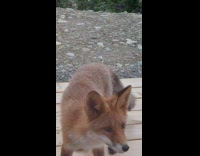 Mountain fox approach filmer on wooden deck