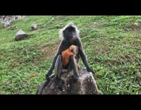 Baby orange fur monkey clings to Mother Black Fur Monkey