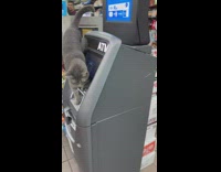Cat jumps on atm machine inside the store 