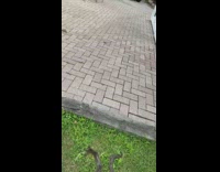 Girl throws dead frog at guy scares him 