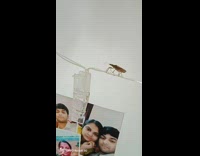 Guy gasp scared at cockroach on wire