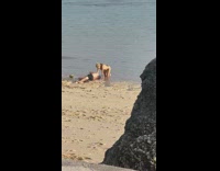Woman in bikini crawls on top of man on the beach