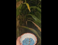 Collab Clips mpugc - Water bowl guy runs through corn field