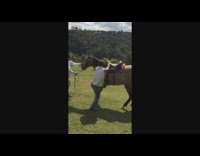 Horse mounted by man fell down together