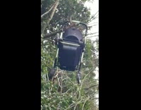Stroller hangs at the top of tree 