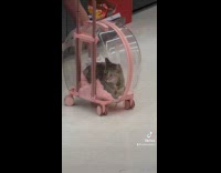 Cat inside transparent pet carrier suitcase