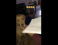 Owner makes the dog to eat the homework paper for excuse