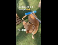 Girl pets brown dog with blue broom 