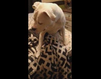 White dog fights to get her ball