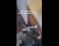 Grey cat begs owner for whipped cream