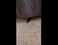 Dog wags tail from underneath bed