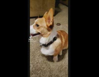 Dog knows how to do burnout