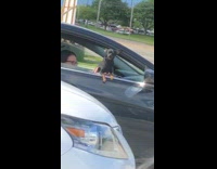 Two dogs wave from car windows 