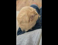 Pet guinea pig lie down on its owners lap