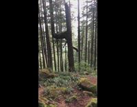 Tree grow sideways from broken base forest