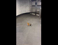 Squirrel plays with yellow tape at station