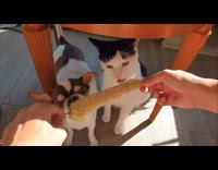 Dog and cat eat corn on stick