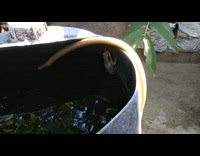 Brown frog climbs grey bucket water hose 