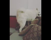 White husky steps over pillows and sits in his spot on the couch
