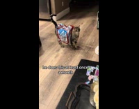 Cat stuck in plastic water case