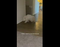 White cat runs around with glowing eyes 